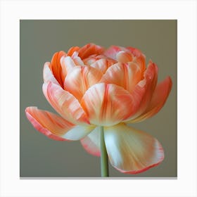 Tulip Canvas Print