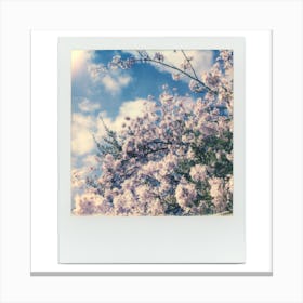 Polaroid Cherry Blossom 01 Canvas Print