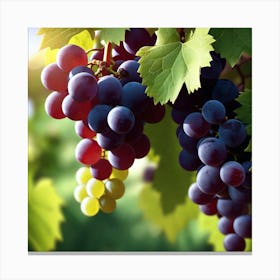 Grapes On The Vine 33 Canvas Print