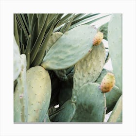 Desert Cactus View Canvas Print