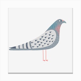 Pigeon 1 Canvas Print