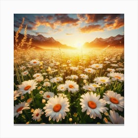 Daisy Field At Sunset Canvas Print