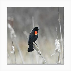 Black-Capped Chickadee Canvas Print