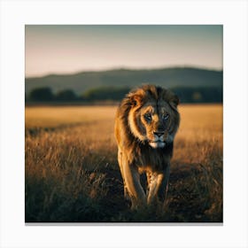 Lion Walking In The Field 1 Canvas Print