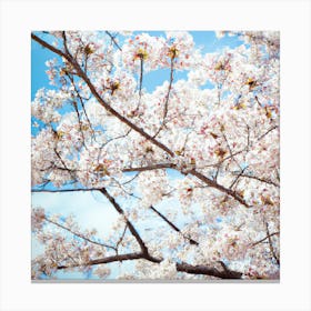 Cherry Blossoms 6 Canvas Print