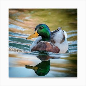 Firefly Colorful Mallard Swimming In Serene Duck Pond 23439 (1) Canvas Print