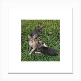 Three Cats In The Grass Canvas Print