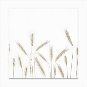 Wheat Field On White Background Canvas Print