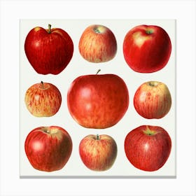 Red Apples Canvas Print