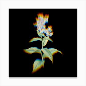Prism Shift White Gillyflower Bloom Botanical Illustration on Black n.0012 Canvas Print