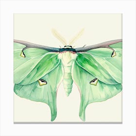 Green Moth Canvas Print