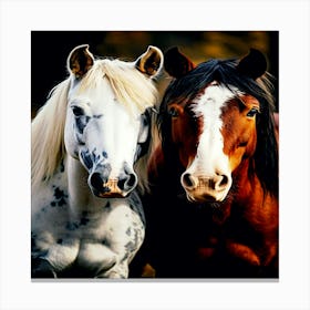 Two Horses, horses picture Canvas Print