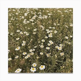 Daisy Meadow Square Canvas Print