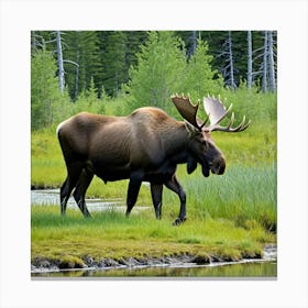 Moose Antlers Wildlife Herbivore North America Forest Majestic Large Bull Cow Calf Solita (5) Canvas Print