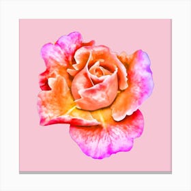 Pink Rose Canvas Print