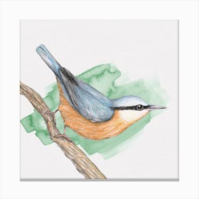 A pencil drawing of a nuthatch Canvas Print