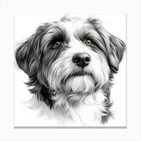 Bearded Collie Canvas Print