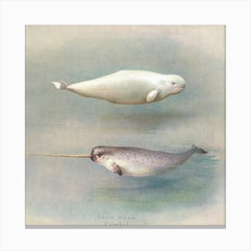 White Whale, Narwhal, A Thorburn Canvas Print