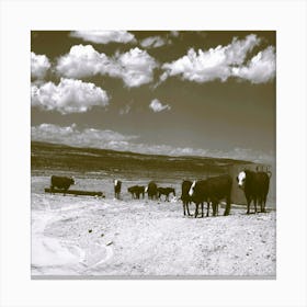 Cows Nevada Canvas Print