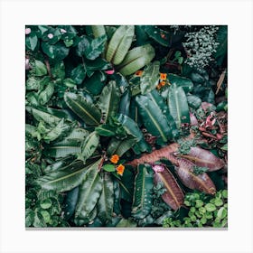 Tropical Plants And Flowers Canvas Print