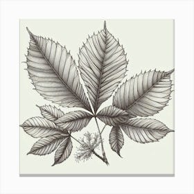 Line Art chestnut leaves 1 Canvas Print