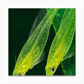 Two Green Fishes Canvas Print