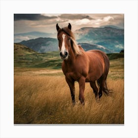 Horse In A Field Canvas Print
