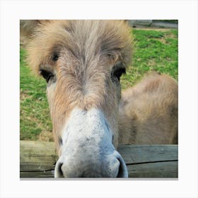 Donkey At The Zoo Canvas Print