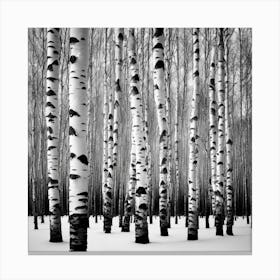 Birch Trees 2 Canvas Print