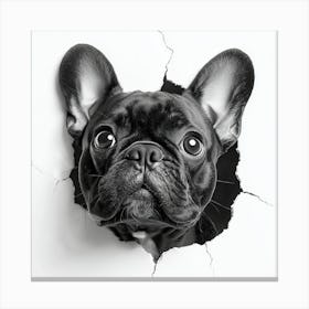 French Bulldog Peering Out Through A Hole In The Wall Canvas Print