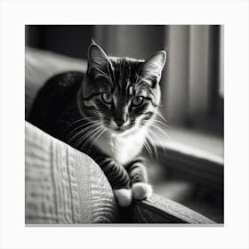 Black And White Cat 6 Canvas Print