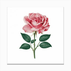 Pink Rose 3 Canvas Print
