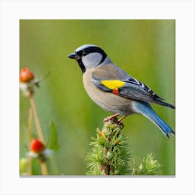 Tawny Finch Canvas Print