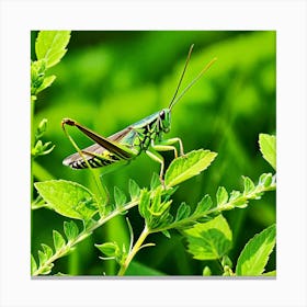 Grasshoppers Insects Jumping Green Legs Antennae Hopper Chirping Herbivores Garden Fields (16) Canvas Print