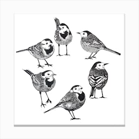 Circle Of Wagtails Square Canvas Print