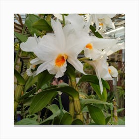 White Orchids 2 Canvas Print