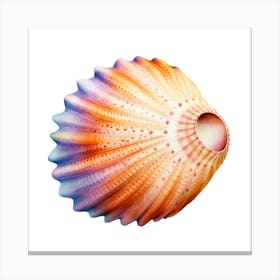 Sea Shell Isolated On White Background 3 Canvas Print