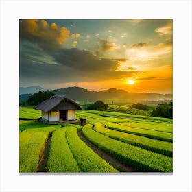 Sunset In The Tea Fields Canvas Print