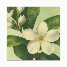 White Magnolia Canvas Print