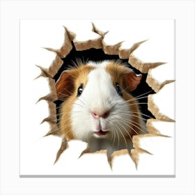 Guinea Pig 14 Canvas Print