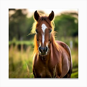 Grass Horse Mammal Animal Head Steady Offspring Beauty Riding Horse Mare Dam Cute Streng (5) Canvas Print