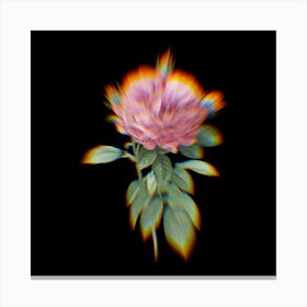 Prism Shift Giant French Rose Botanical Illustration on Black n.0001 Canvas Print