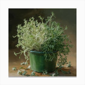 Sage In A Pot Canvas Print