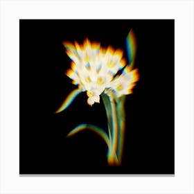 Prism Shift Bunch flowered Daffodil Botanical Illustration on Black n.0368 Canvas Print