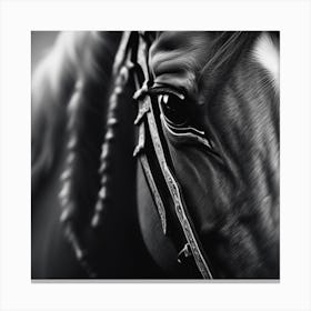 Black And White Horse Portrait Canvas Print