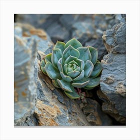 Stockcake Succulent In Rocks 1720412599 Canvas Print