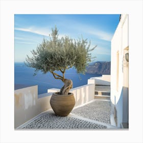 Olive Tree In The Morning (II) Canvas Print