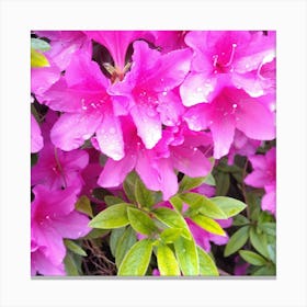 Pink Azaleas 38 Canvas Print