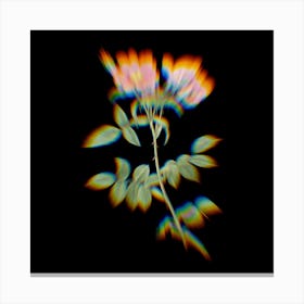 Prism Shift Lady Monson Rose Bloom Botanical Illustration on Black Canvas Print