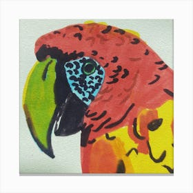 Macaw Canvas Print